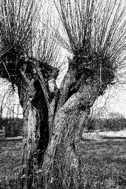 DSCF2476 Bearbeitet Bearbeitet (427x640)