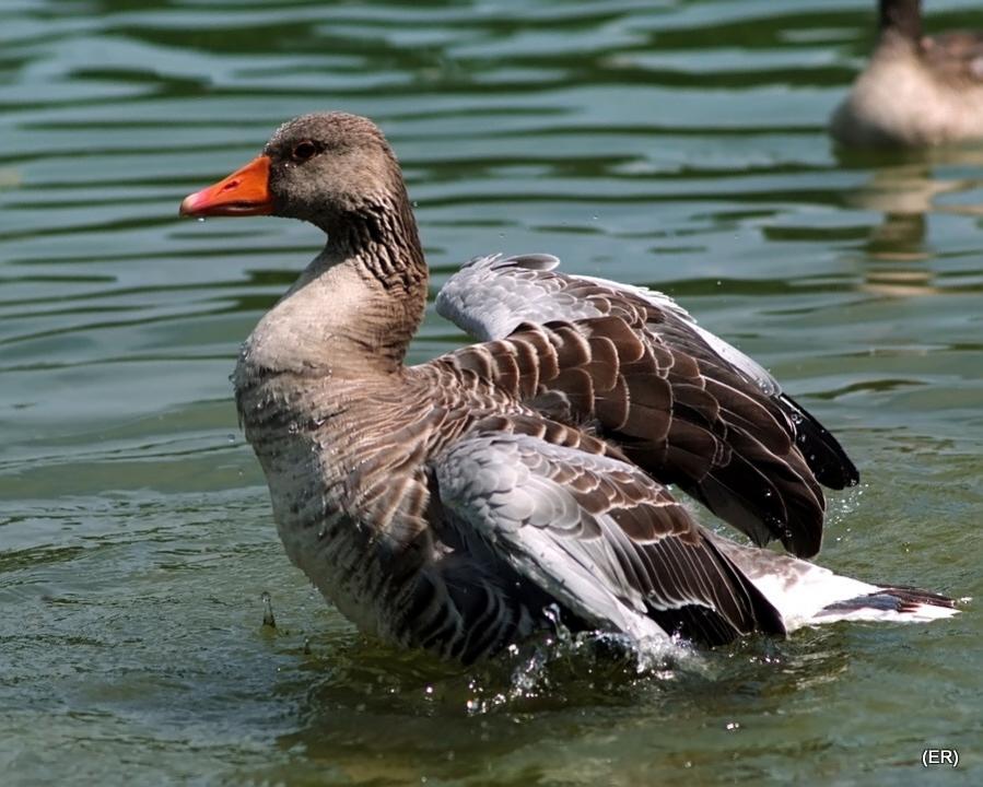 DSCF2589 1