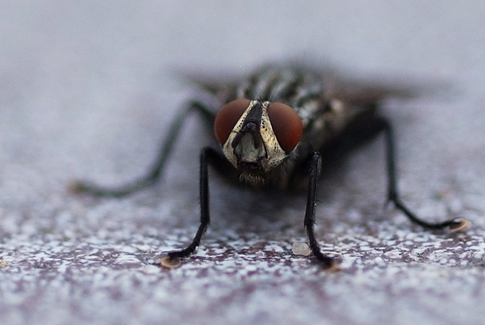 dscf2870