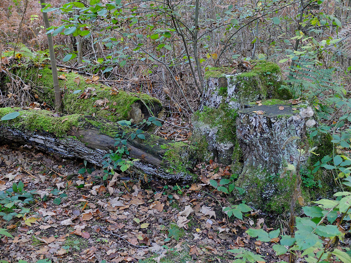 DSCF3326Kxl.jpg