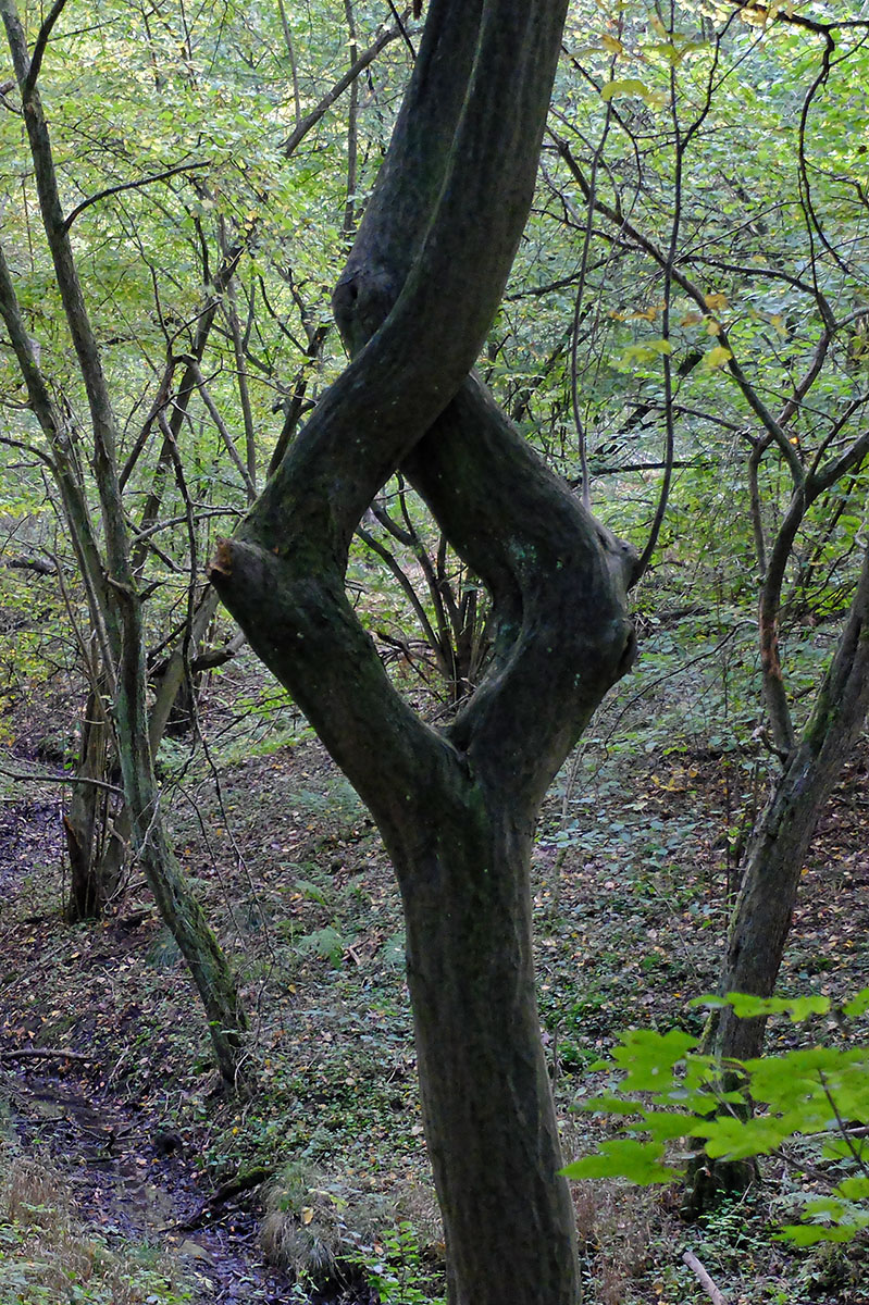DSCF3343Hxl.jpg