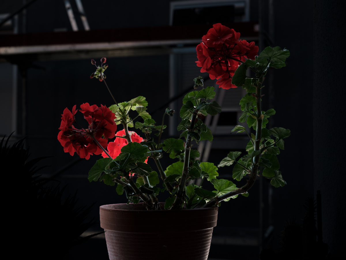 DSCF3398.jpg
