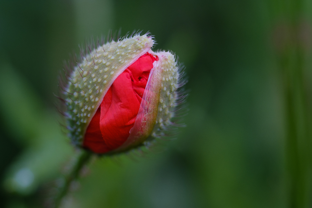 DSCF3437