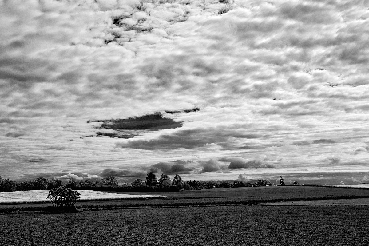 DSCF3980-sw web.jpg