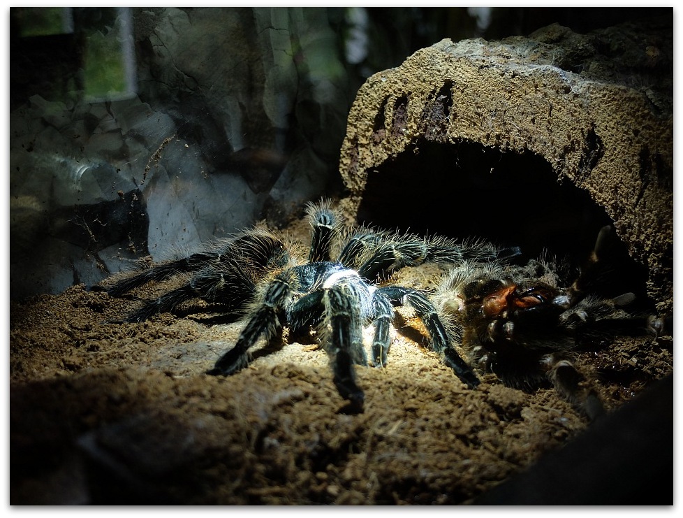 DSCF4946 A, 20141020
Fujifilm X20
Lasiodora Parahybana