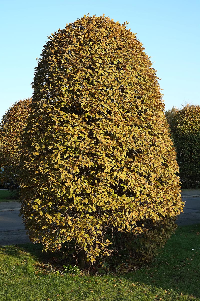 DSCF6015Kxl.jpg
