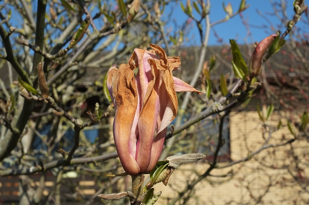 DSCF6123Sxl.jpg
