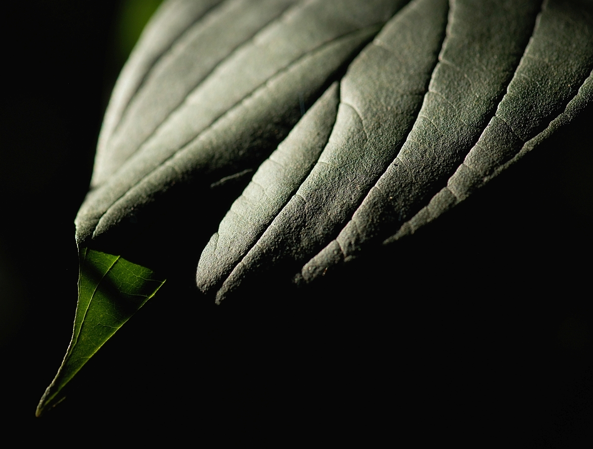 DSCF6611 2

Blattschatten