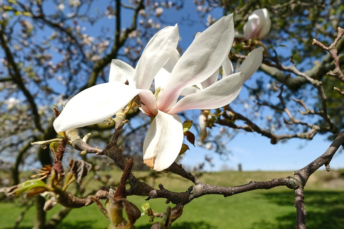 DSCF7321 3.jpg