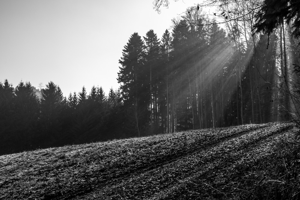 DSCF8398
