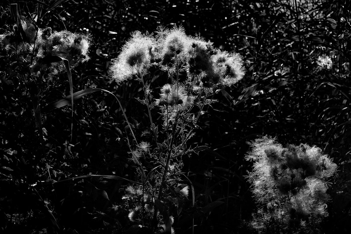 DSCF8783-1-web.jpg