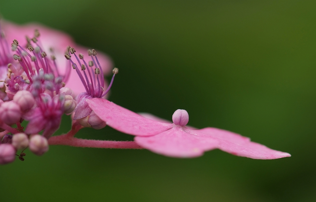 DSCF9321 1

Zartfarbe