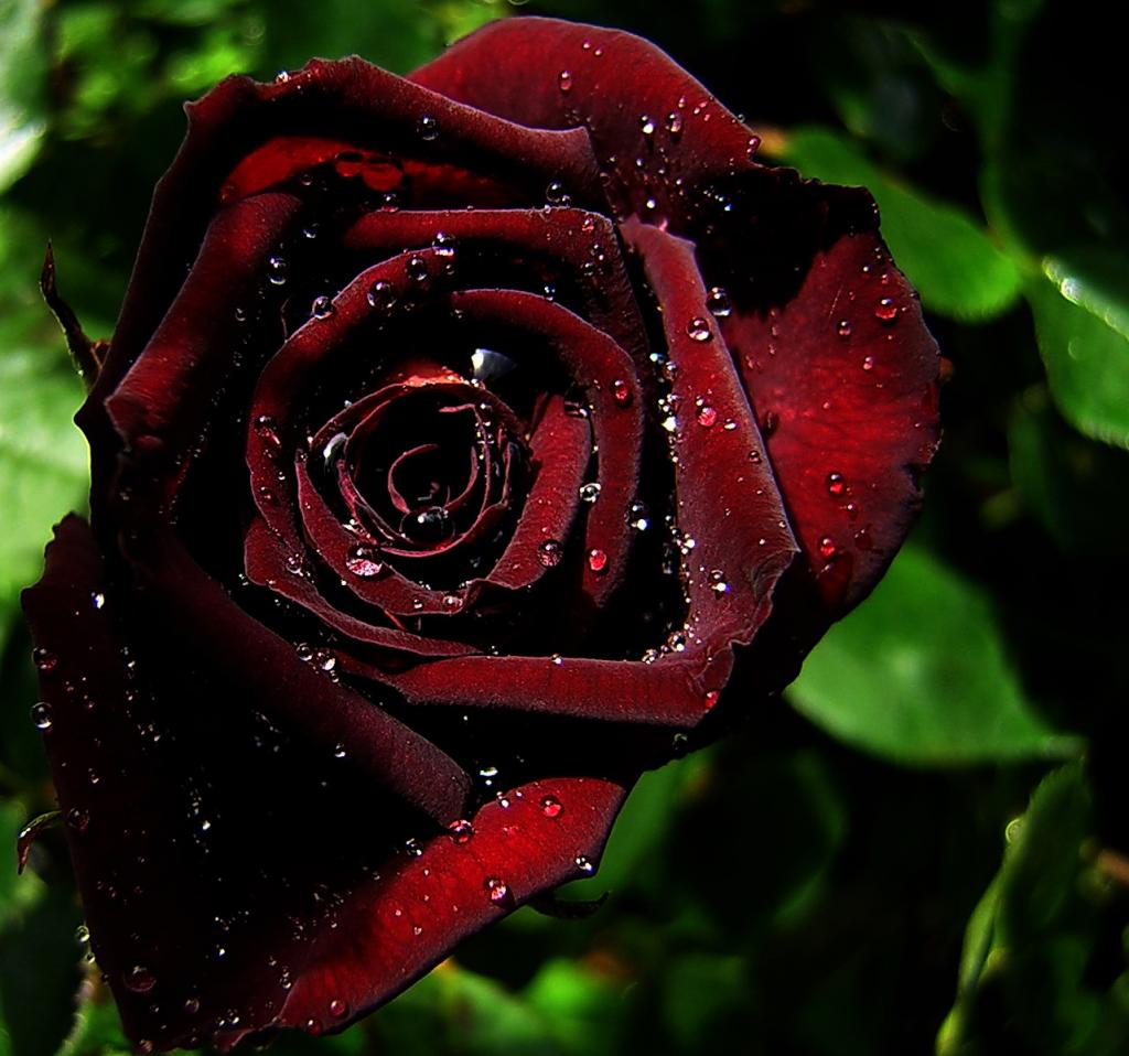 DSCN1438a
