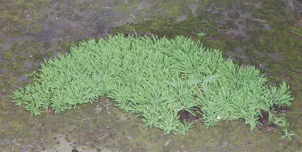 DSCN3128.jpg