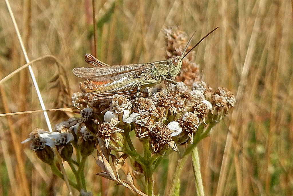 DSCN3468 Kopie.jpg