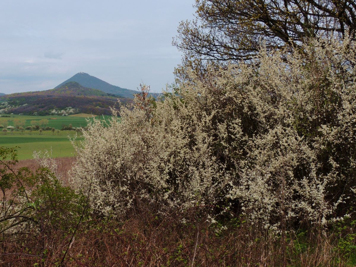 DSCN3704-1n.JPG