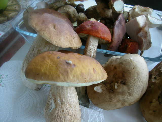 DSCN3711