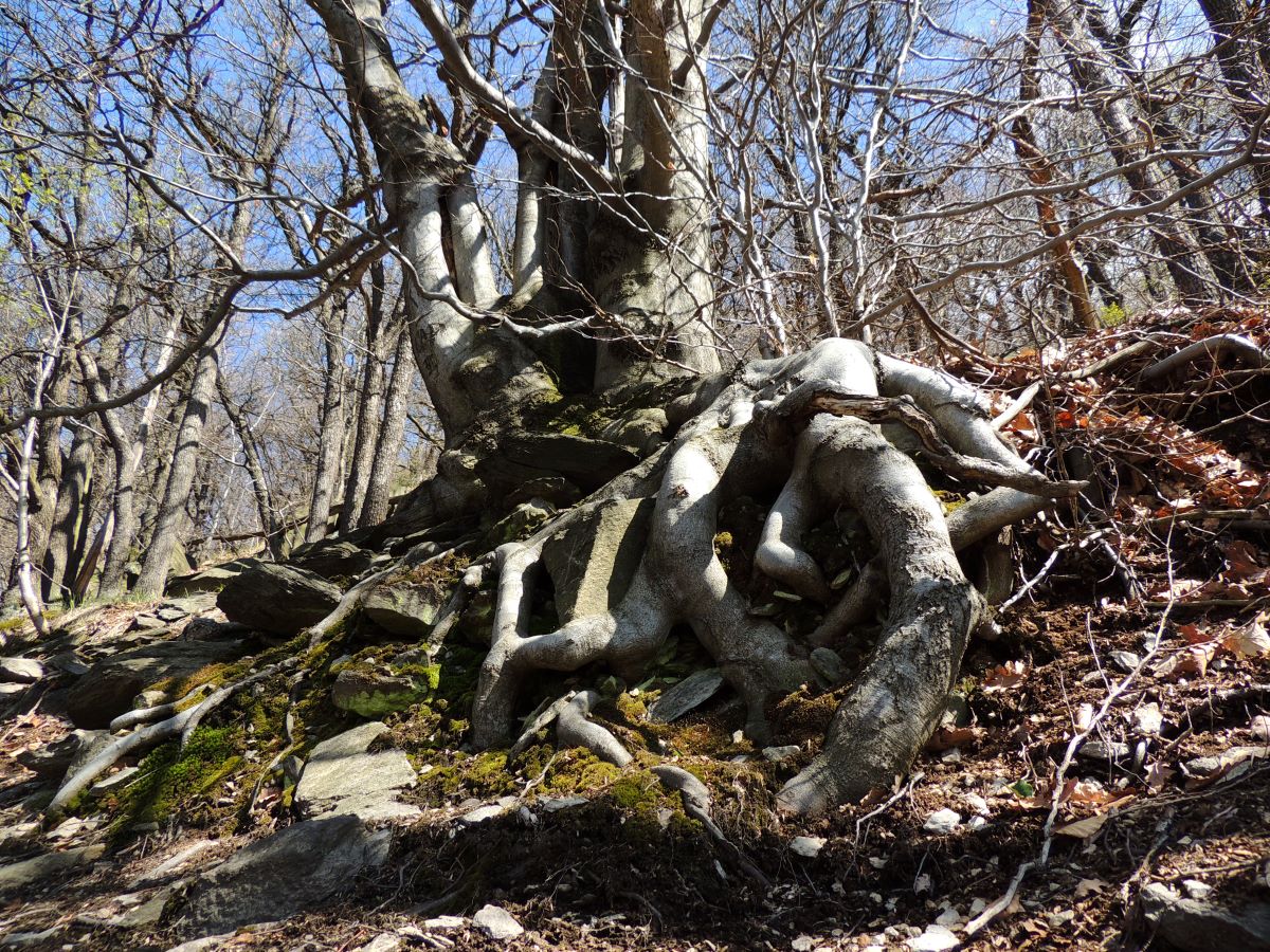 DSCN4234n.JPG