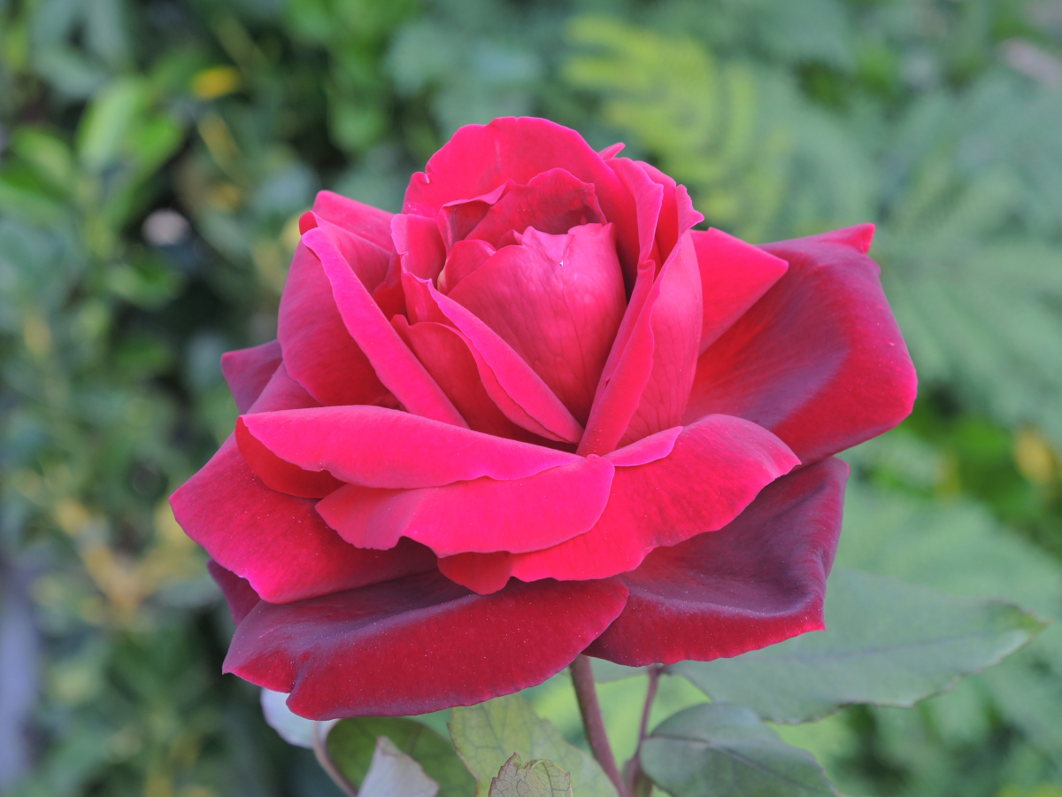 DSCN4316-NF.JPG