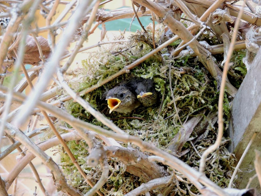 DSCN4718klein