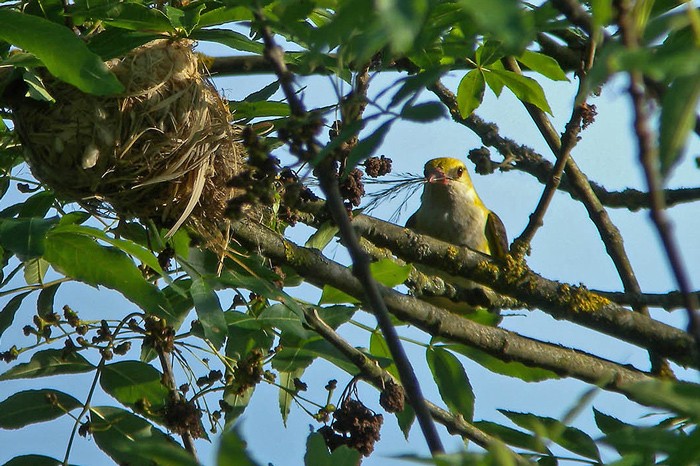 DSCN7427 Pirol Nestbau