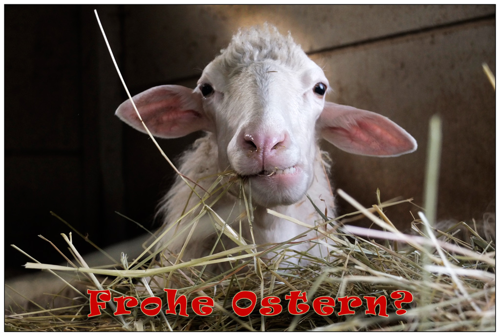 DSF1761 frohe ostern B