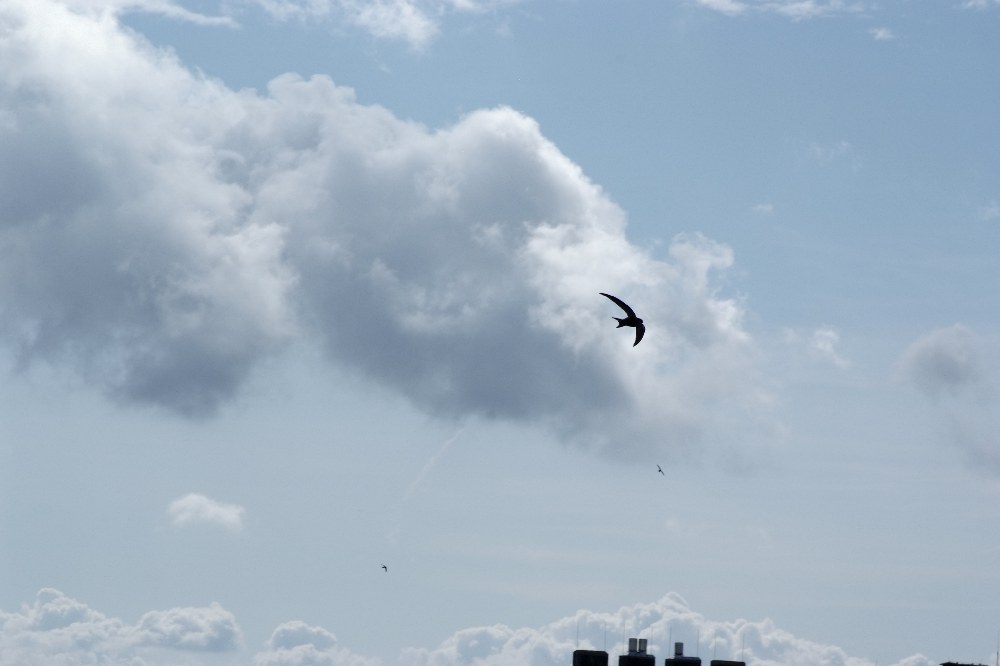 DSF1839
http://www.nikon-fotografie.de/vbulletin/showthread.php?t=100183