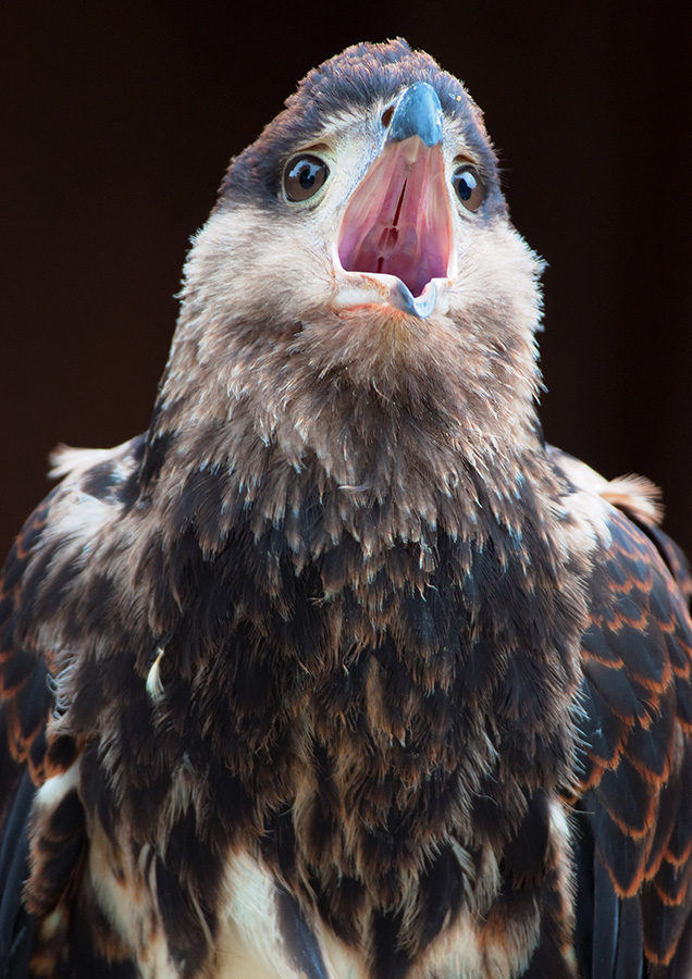 DSF1934
Schreivogel