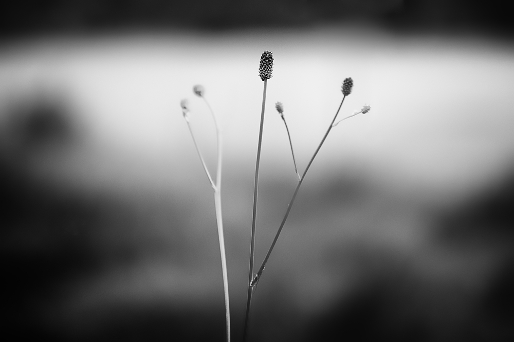 DSF2435 web