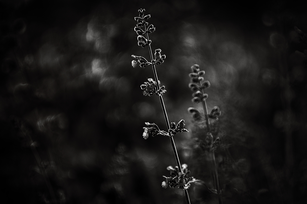DSF6007 sw web