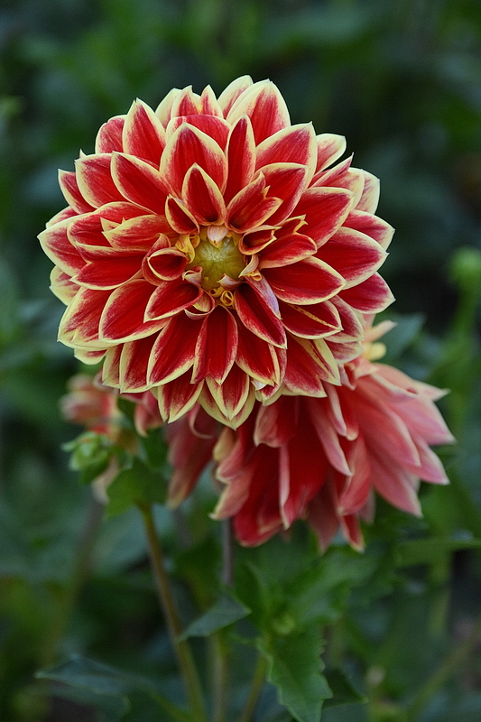 DSK_4903_nff.JPG