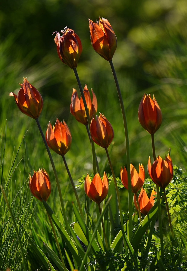 DSK_6997_1_nff.jpg