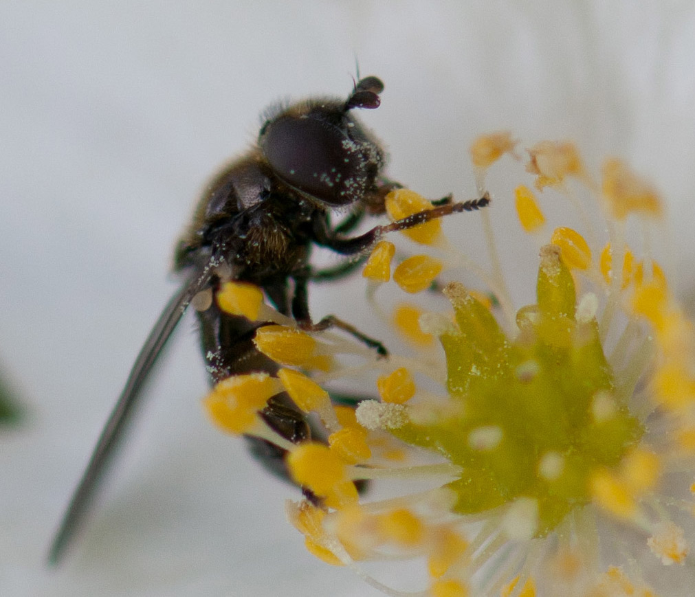 DSLRF 5744Crop