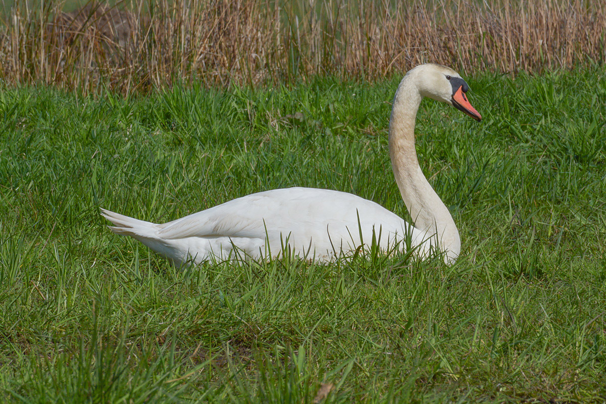 DSN 9976