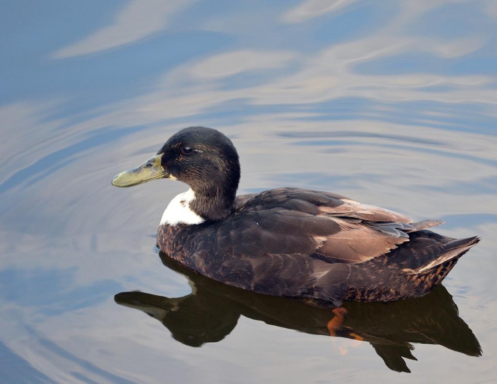Duck