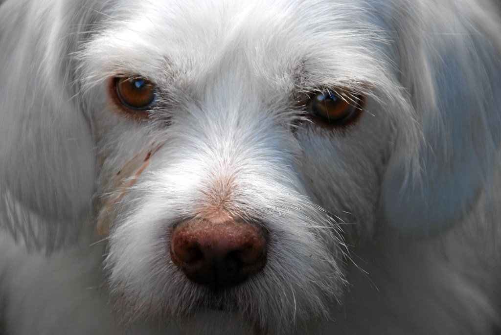 Duffy2
