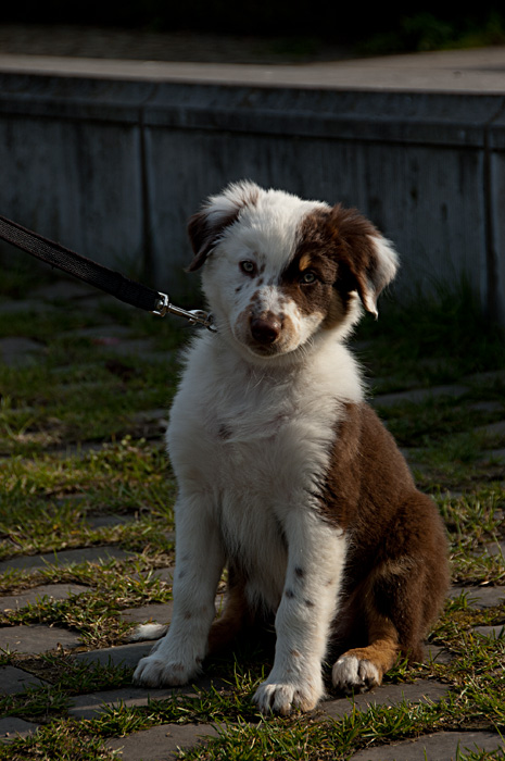 Duisburg 4036