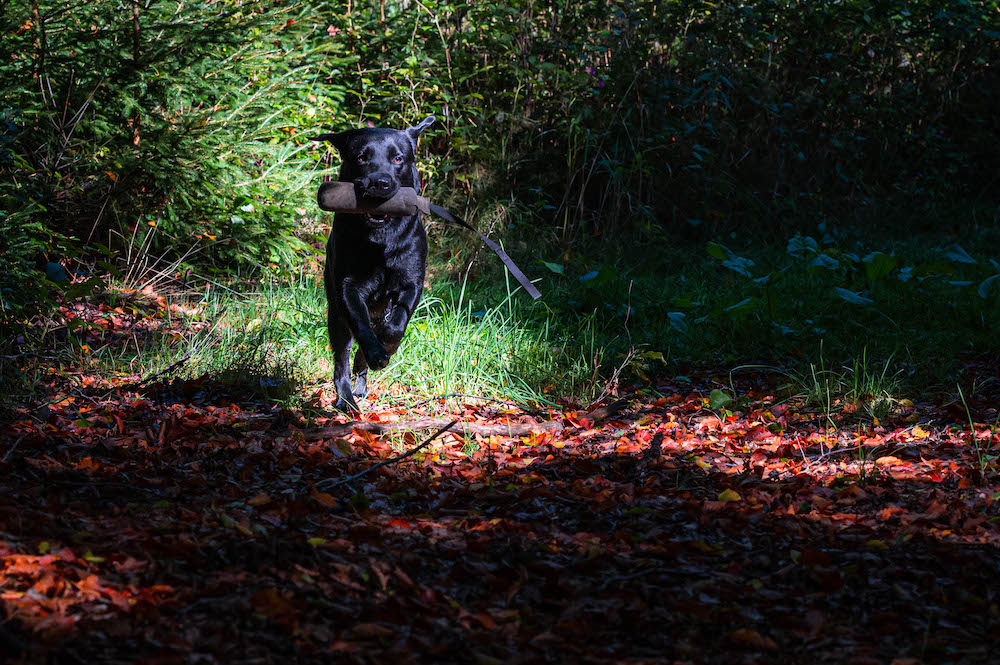 Dummy-Apport im Herbstlaub