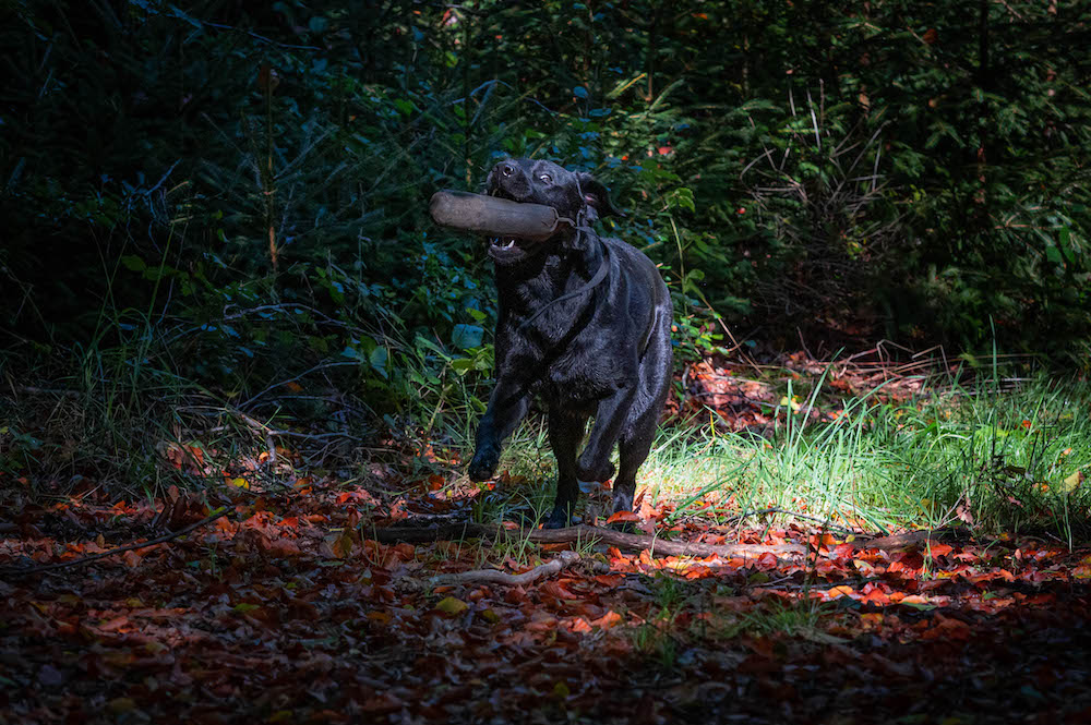 Dummy-Apport im Herbstlaub
