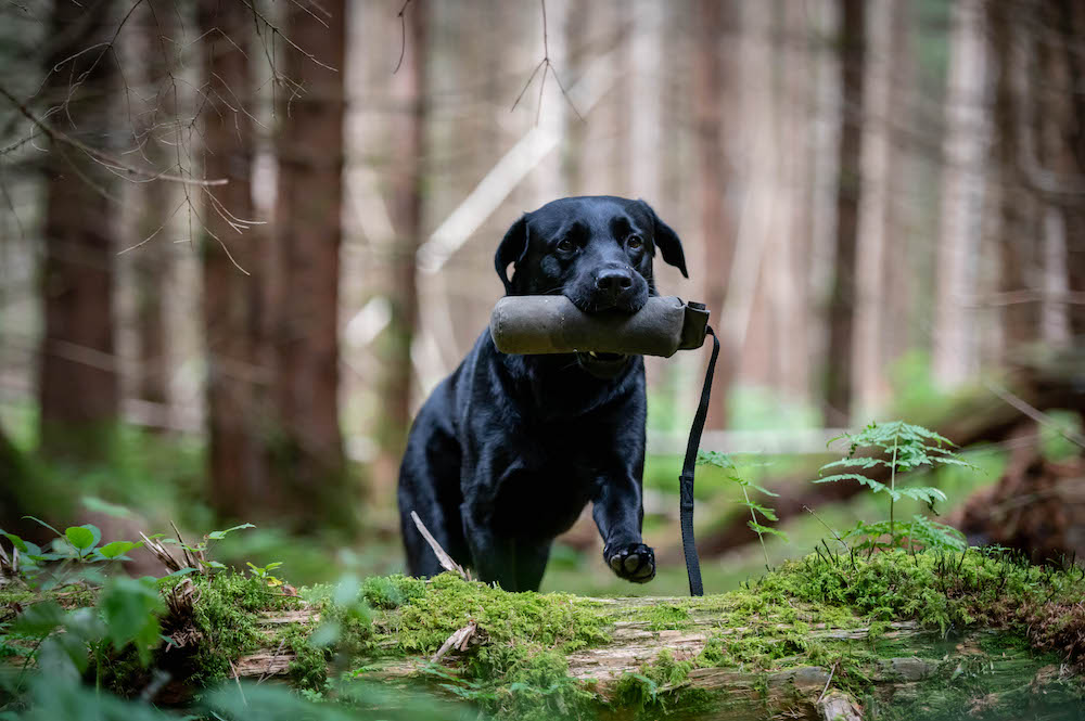 Dummytraining im Wald