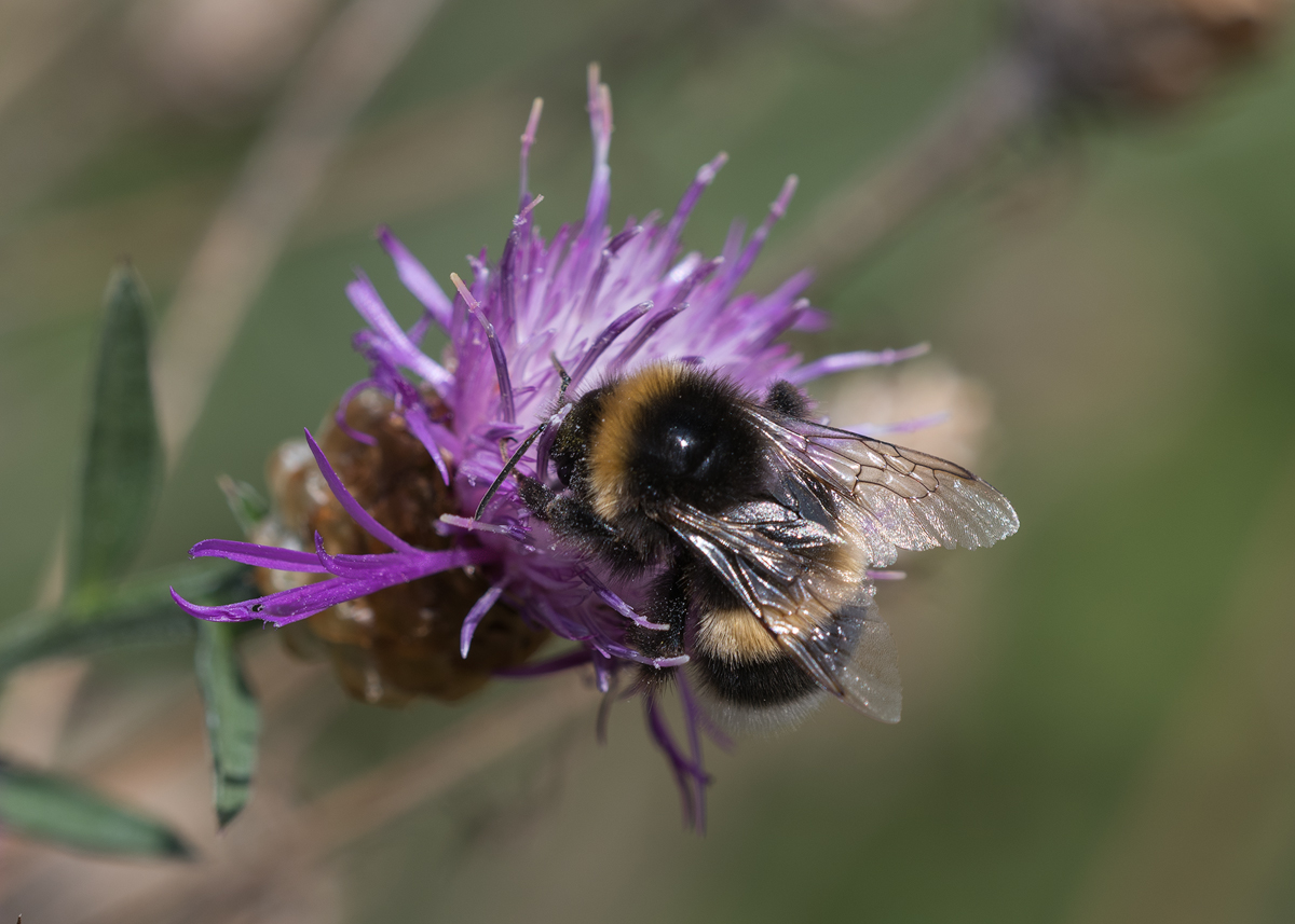 Dunkel Erdhummel.jpg