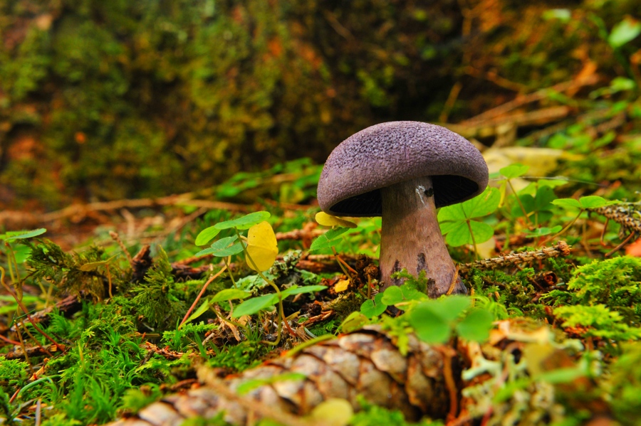 Dunkelvioletter Schleierling
Cortinarius violaceus
DSC 6225 web