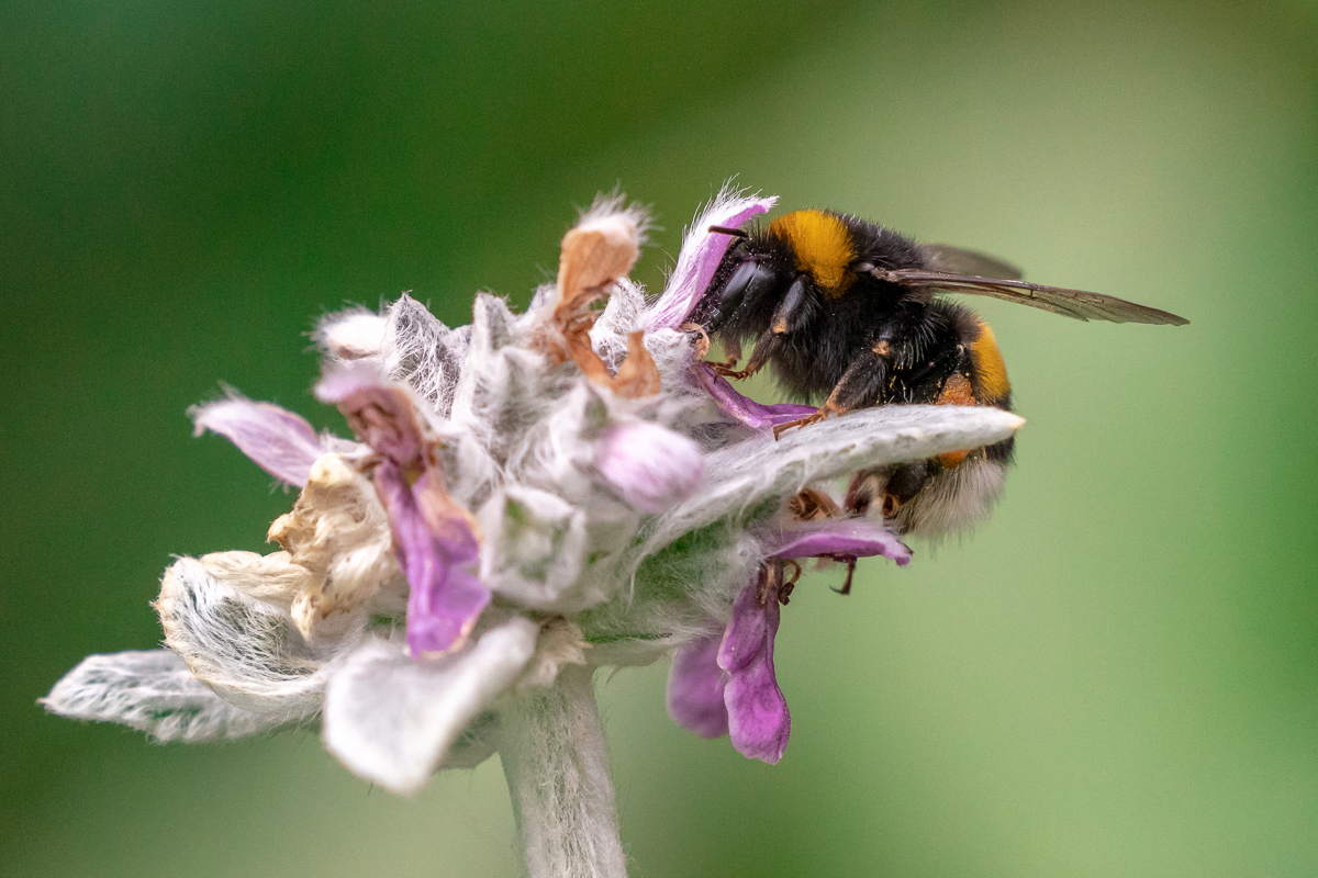 Dunkle Erdhummel
