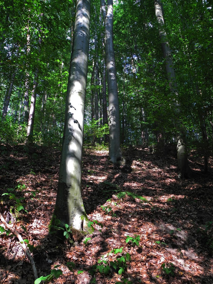 Dunkler Wald mit Lichtflecken