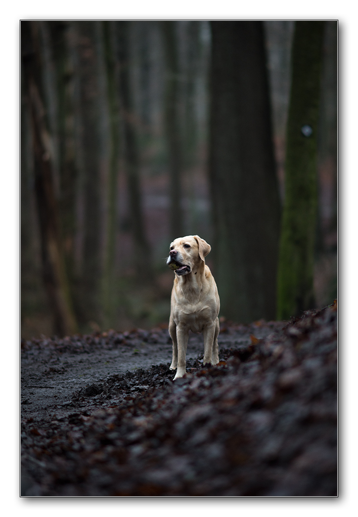 dunkler wald