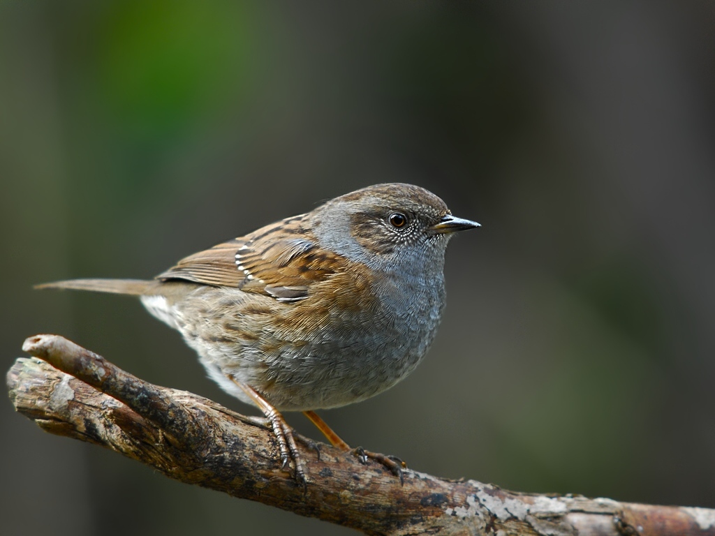 dunnock 4972 hf