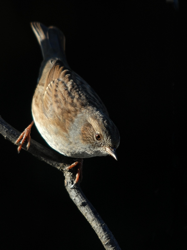 dunnock1322