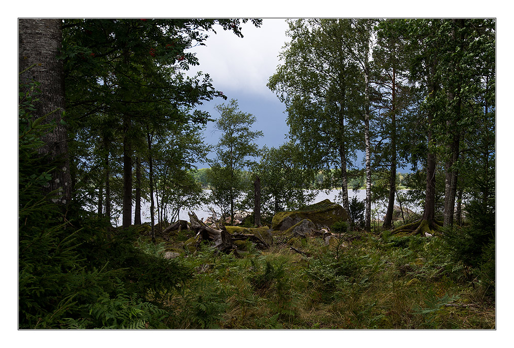 durch den wald