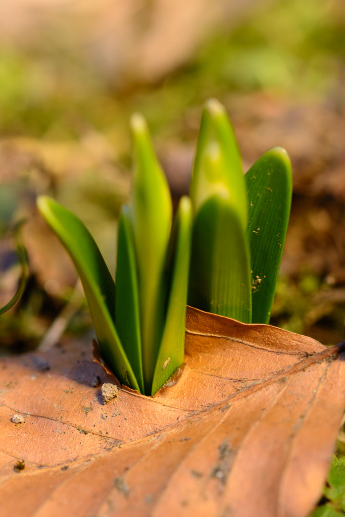 Durchbruch in meinem Garten