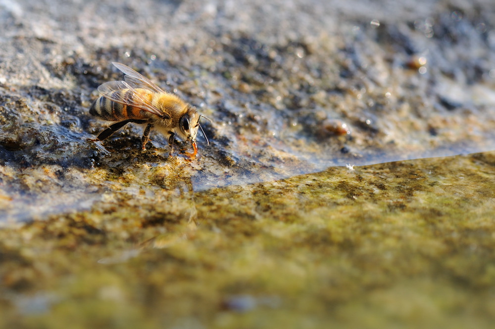 Durstige Bienen 2